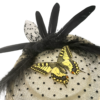 Mistinguett – Image 3